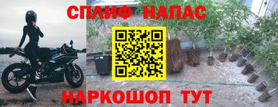 сатива Малгобек